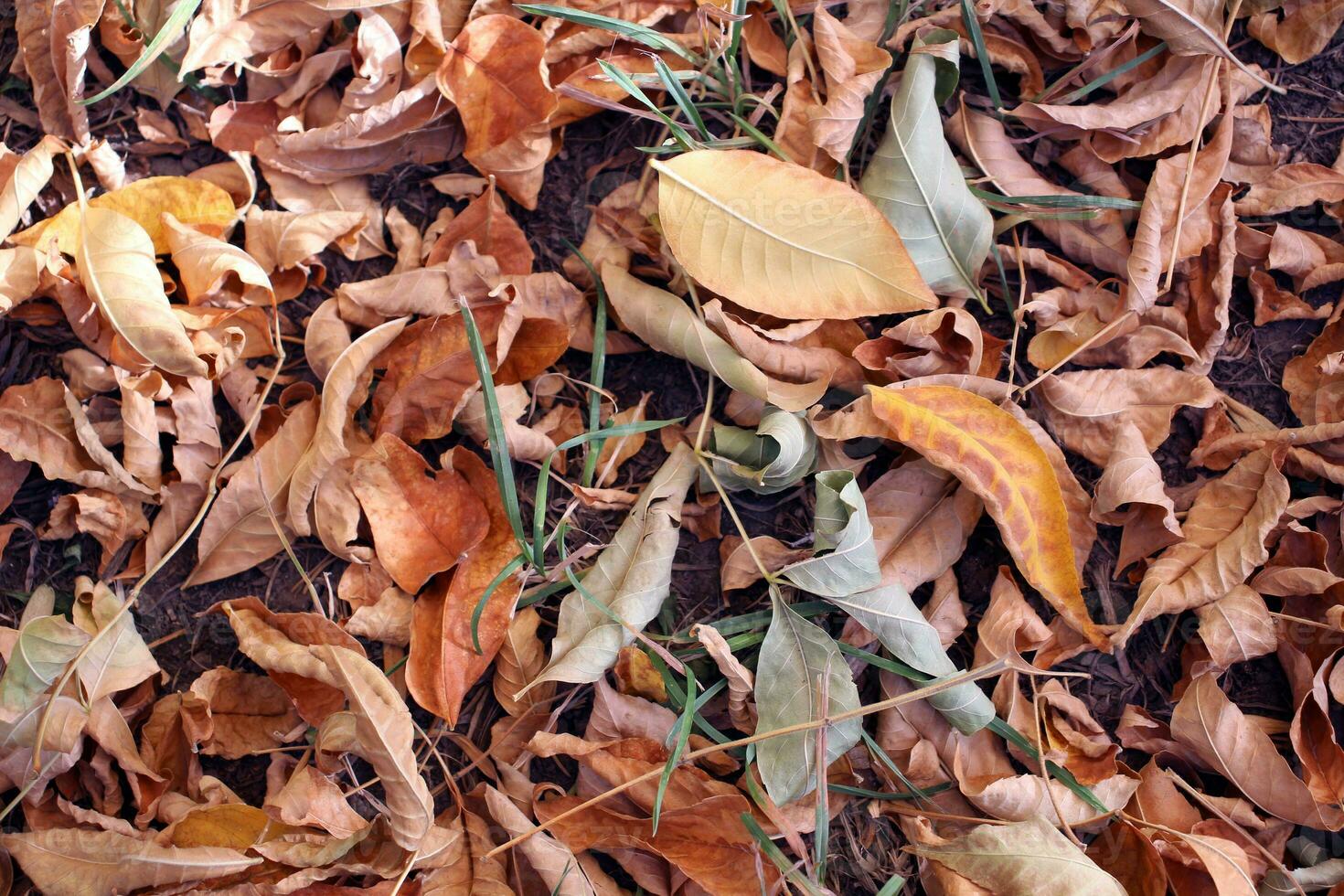 Background of autumn leaves photo