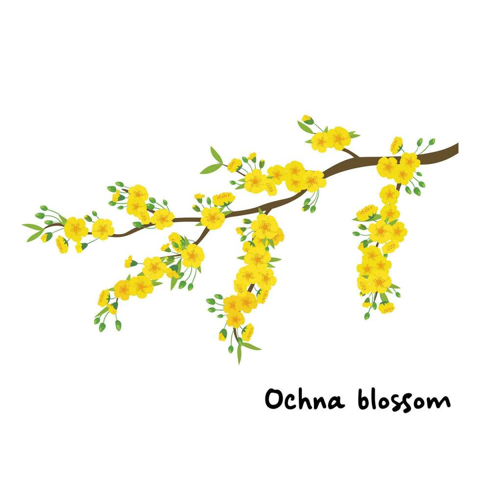 Ochna blossom Apricot blossom flat vector illustration isolated on white background. Element for Tet concept. Vietnamese traditional new year. Tet festival