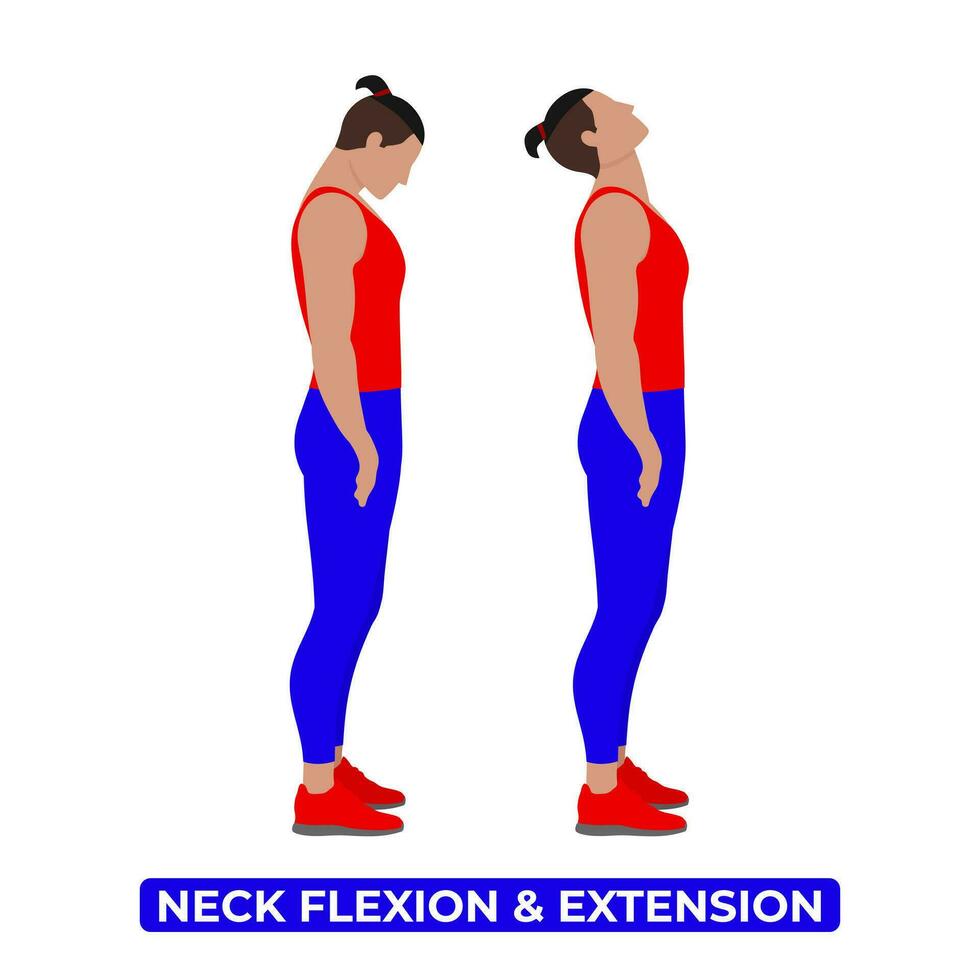 vector hombre haciendo cuello estirar. cuello flexión y extensión. espalda y adelante doblar. un educativo ilustración en un blanco antecedentes.