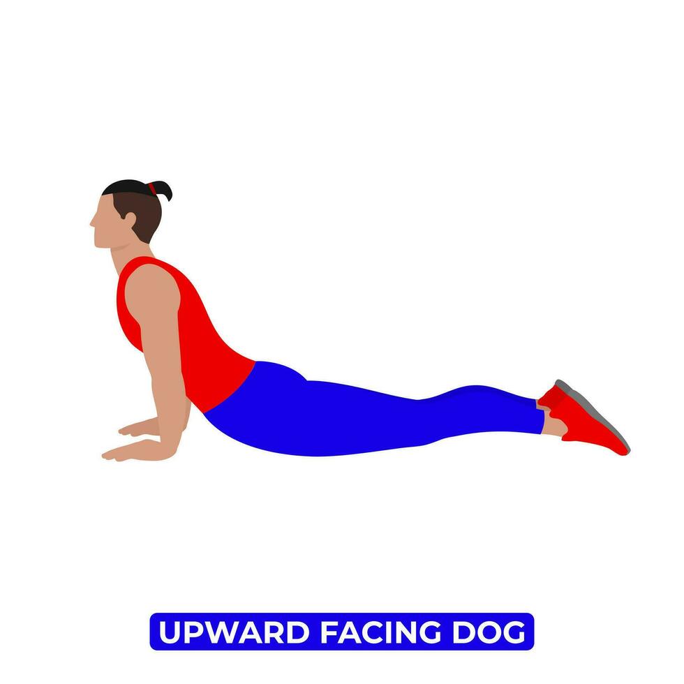 Vector Man Doing Upward Facing Dog Stretch. Urdhva Mukha Svanasana. An Educational Illustration On A White Background.