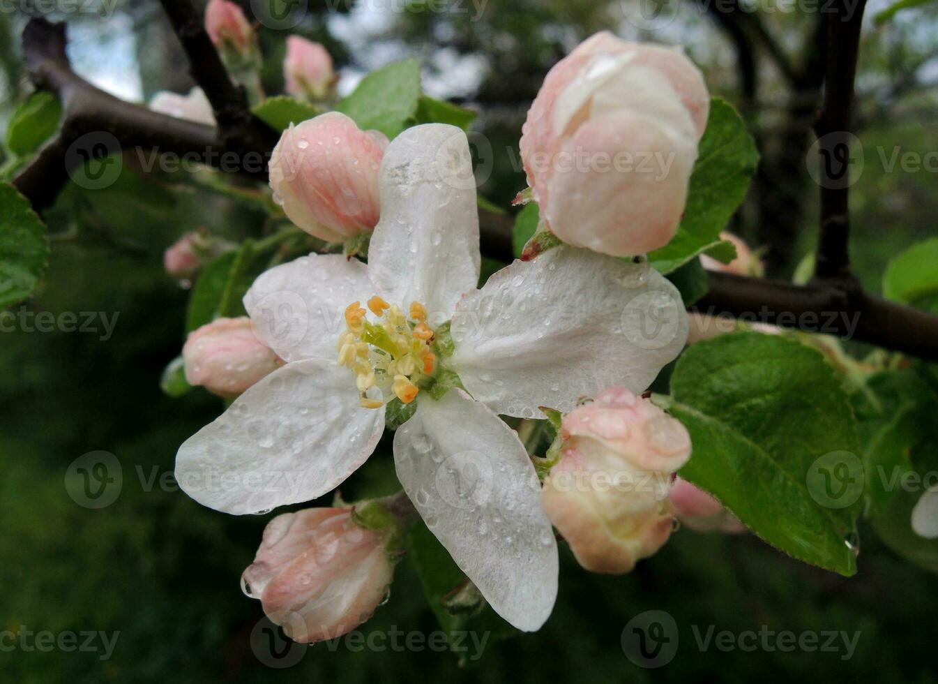 Raindrops on a blooming apple tree flower macro shot stock photo