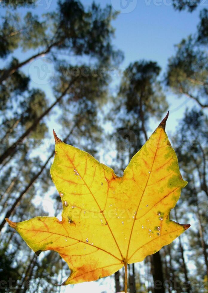 Bright yellow maple leaf against the backdrop of tall pines at sunny autumn day in a park photo