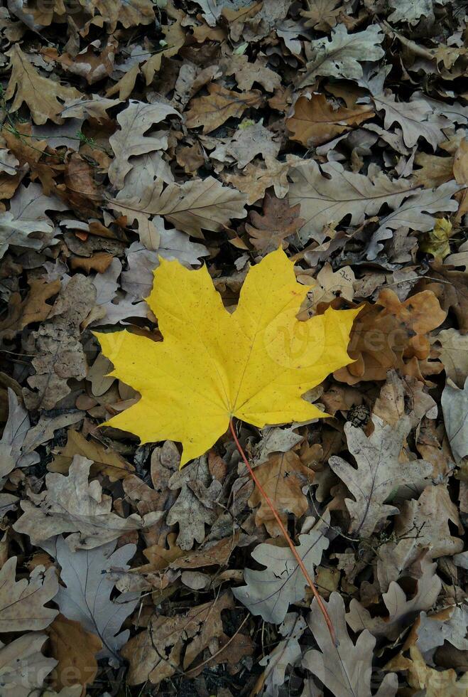 Pattern of withered oak leaves with one bright yellow maple leaf in the middle vertical stock photo