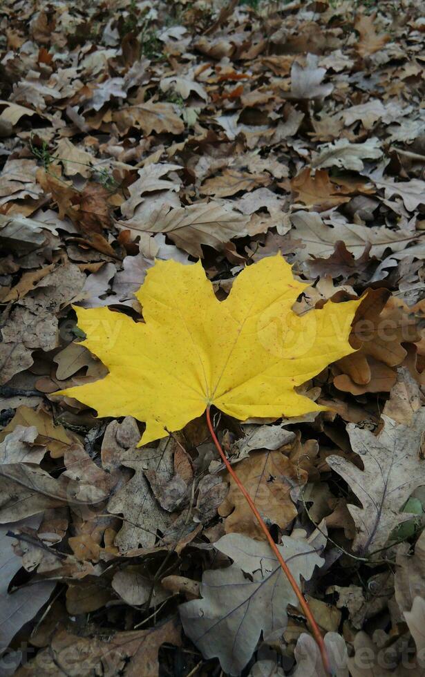Yellow maple leaf on fallen oak leaves angle view for vertical background photo