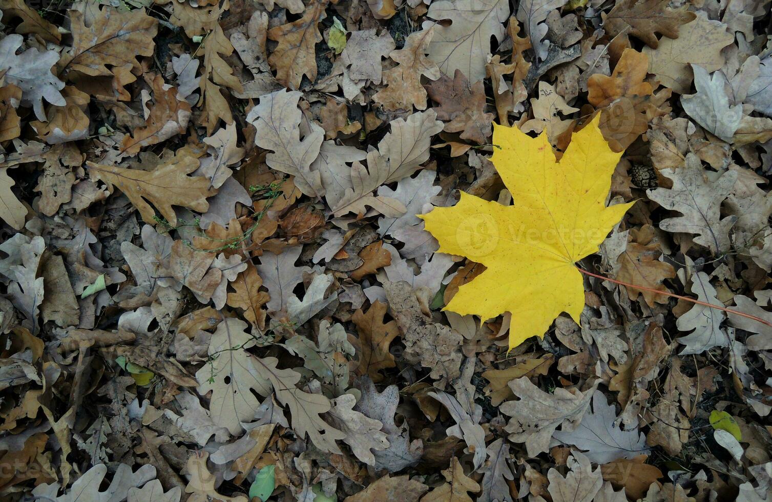 Bright yellow maple leaf on a dry brown oak leaves texture background photo