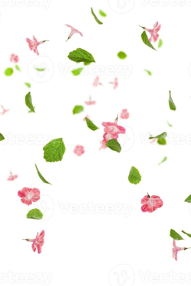 Fresh green leaves with pink flowers flying background photo