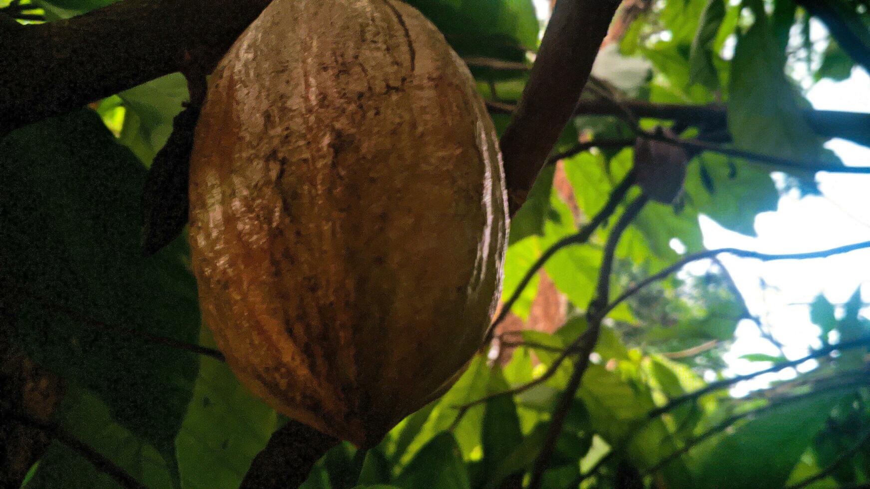 unripe brown fruit on the tree photo