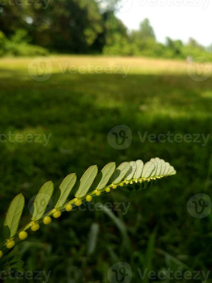 portrait of leaves in the afternoon photo