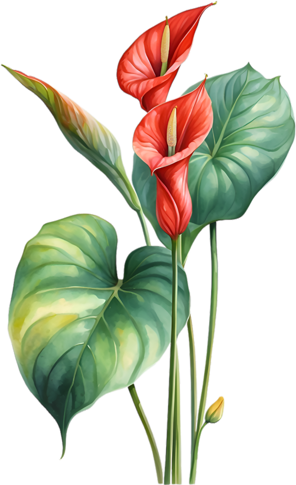AI generated Watercolor painting of Anthurium flower. Ai-Generated png