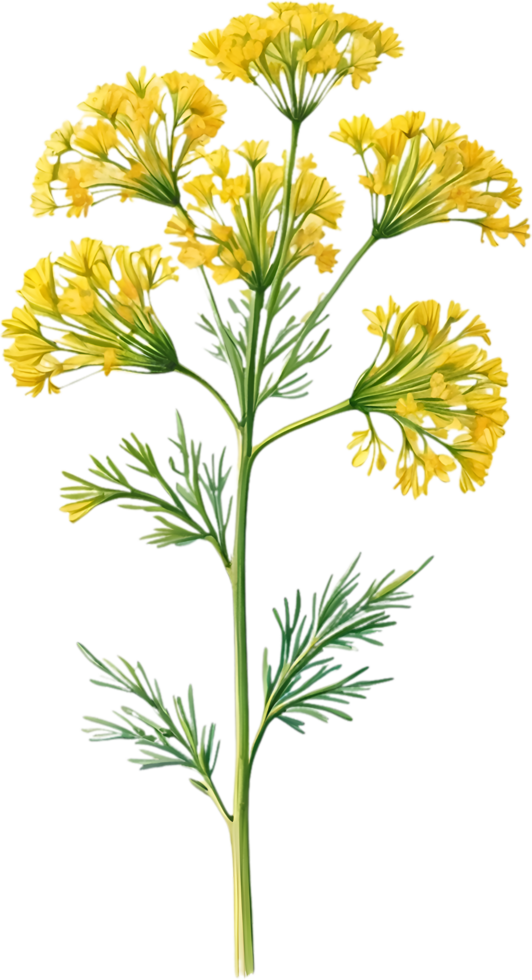 AI generated Watercolor painting of Dill flower. Ai-Generated png