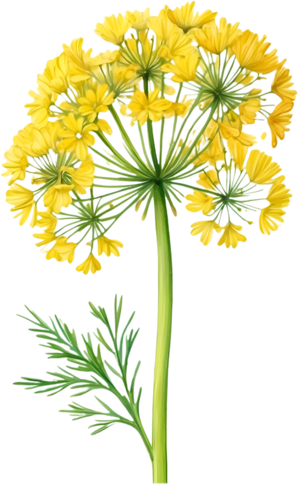 AI generated Watercolor painting of Dill flower. Ai-Generated png