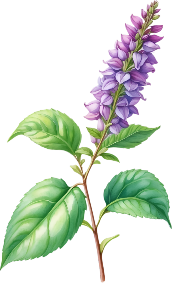 ai generado acuarela pintura de santo albahaca flor. generado por ai png