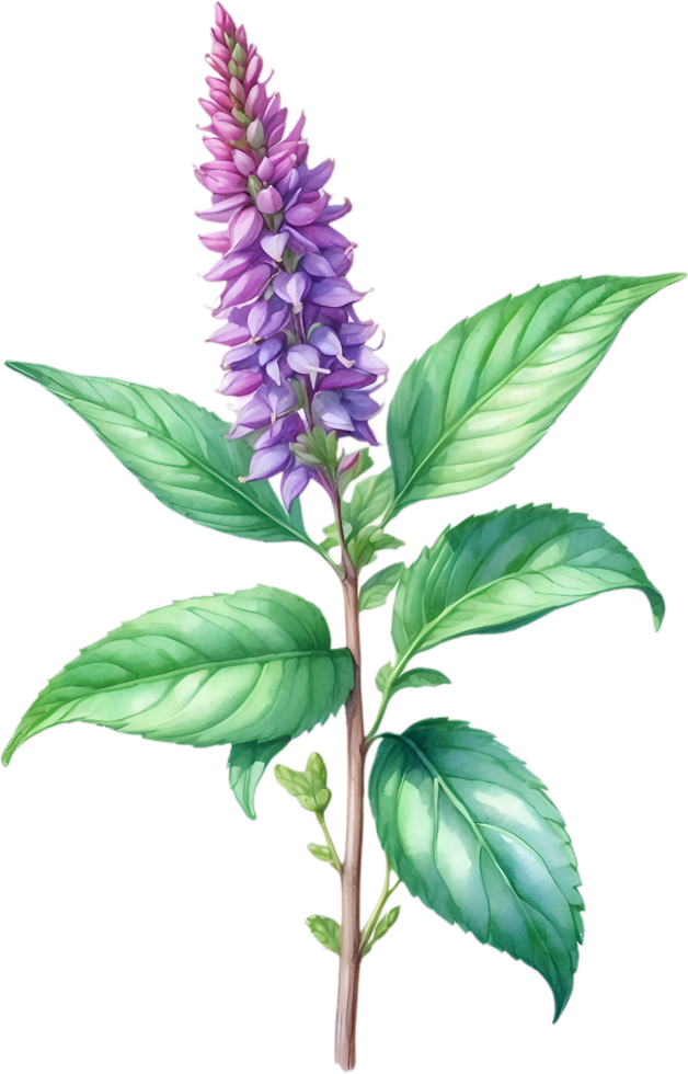 AI generated Watercolor painting of holy basil flower. Ai-Generated png