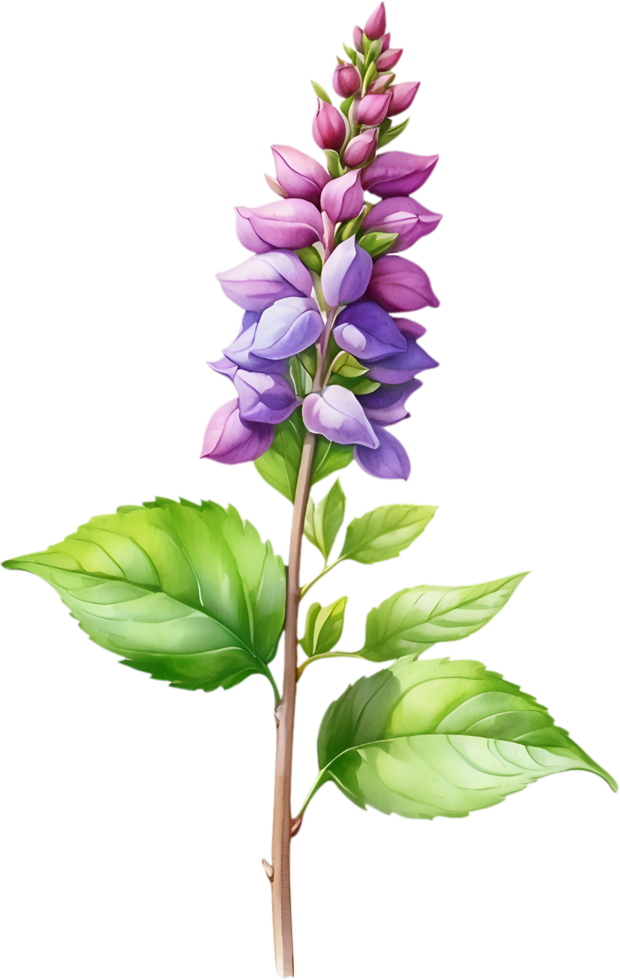 AI generated Watercolor painting of holy basil flower. Ai-Generated png