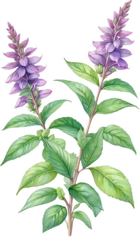 AI generated Watercolor painting of holy basil flower. Ai-Generated png