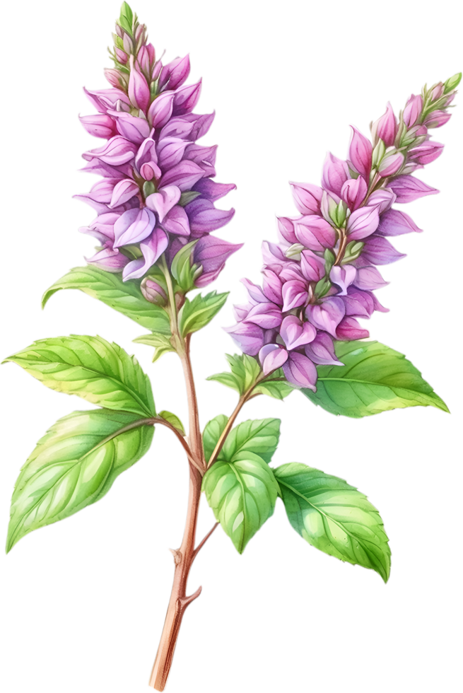 ai generado acuarela pintura de santo albahaca flor. generado por ai png