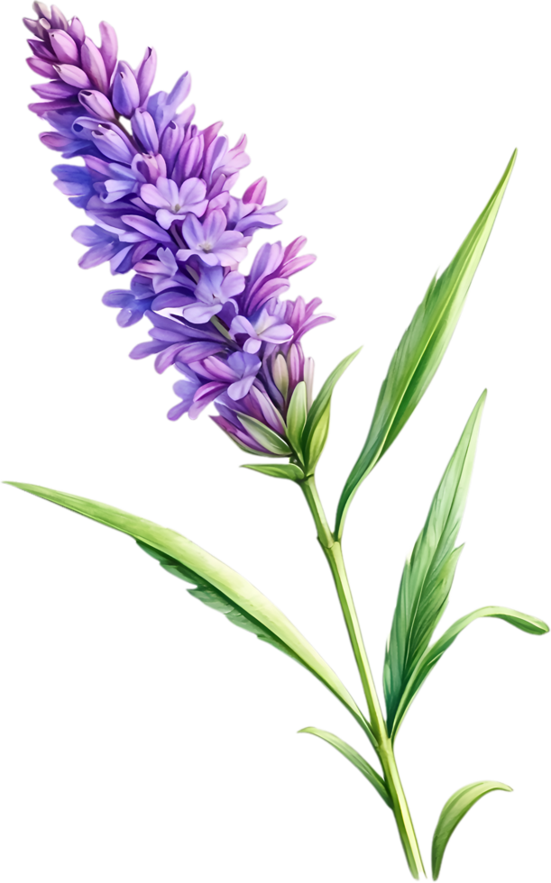 ai gegenereerd waterverf schilderij van lavendel bloem. ai-gegenereerd png