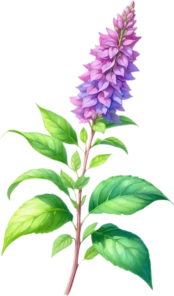 AI generated Watercolor painting of holy basil flower. Ai-Generated png