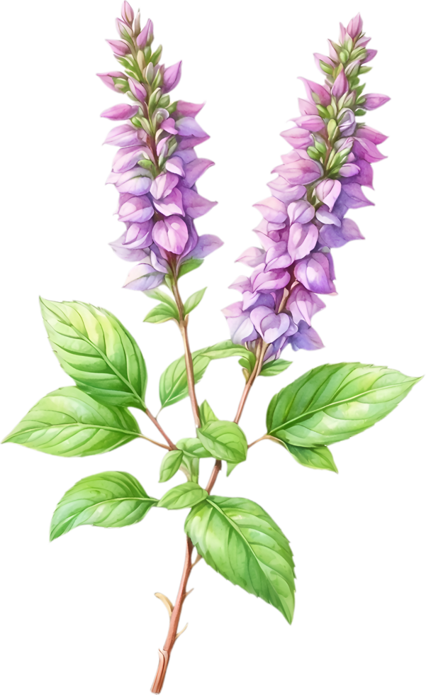 AI generated Watercolor painting of holy basil flower. Ai-Generated png