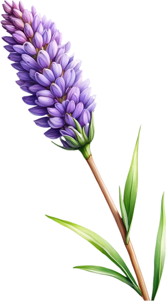 AI generated Watercolor painting of Lavender flower. Ai-Generated png