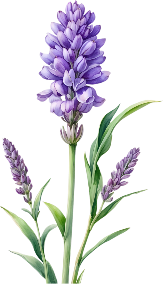 AI generated Watercolor painting of Lavender flower. Ai-Generated png