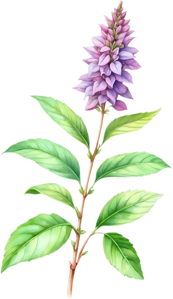 AI generated Watercolor painting of holy basil flower. AiGenerated