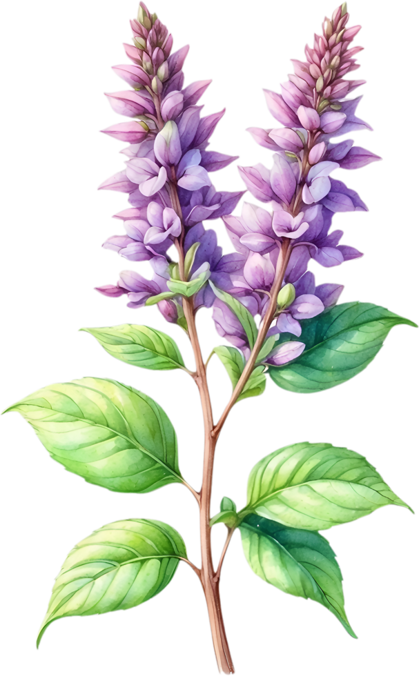 AI generated Watercolor painting of holy basil flower. Ai-Generated png