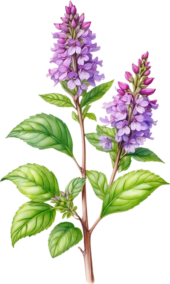 AI generated Watercolor painting of holy basil flower. Ai-Generated png