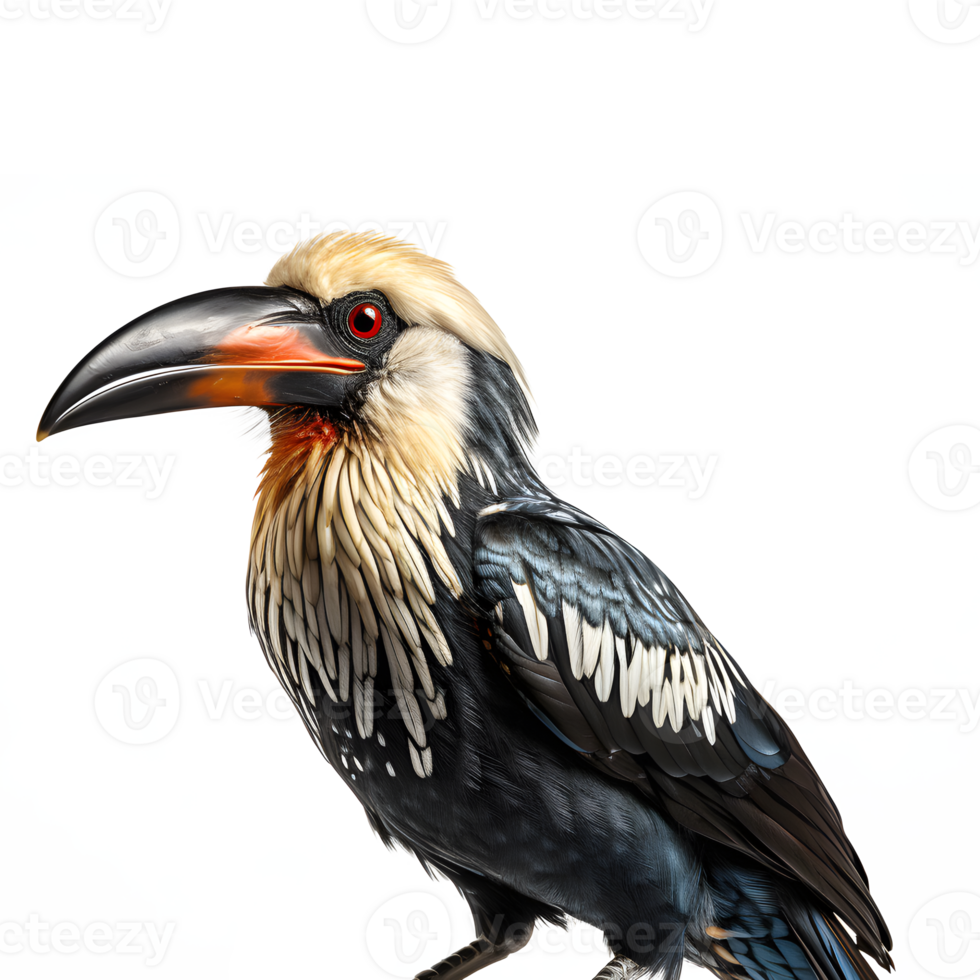 AI generated hornbill isolated on transparent background ,hornbill bird png ,generative ai