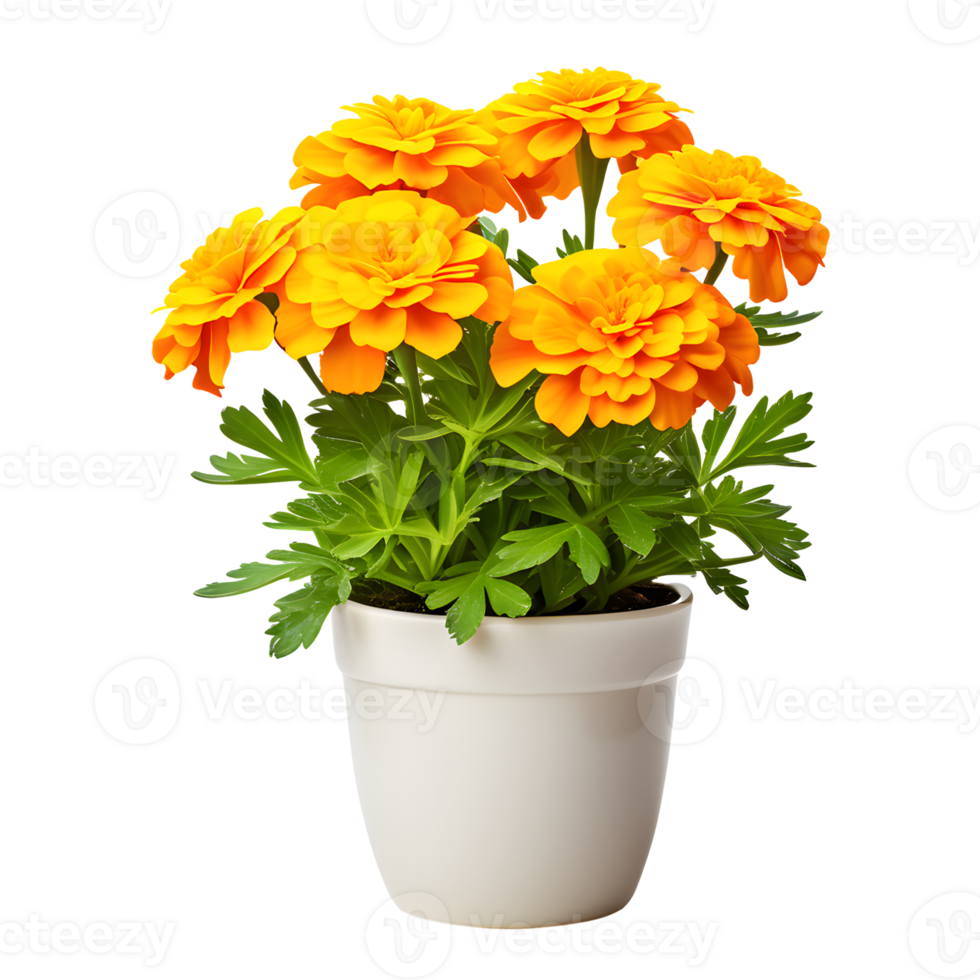 AI generated Marigold Flowers in Pot Isolated on Transparent Background png