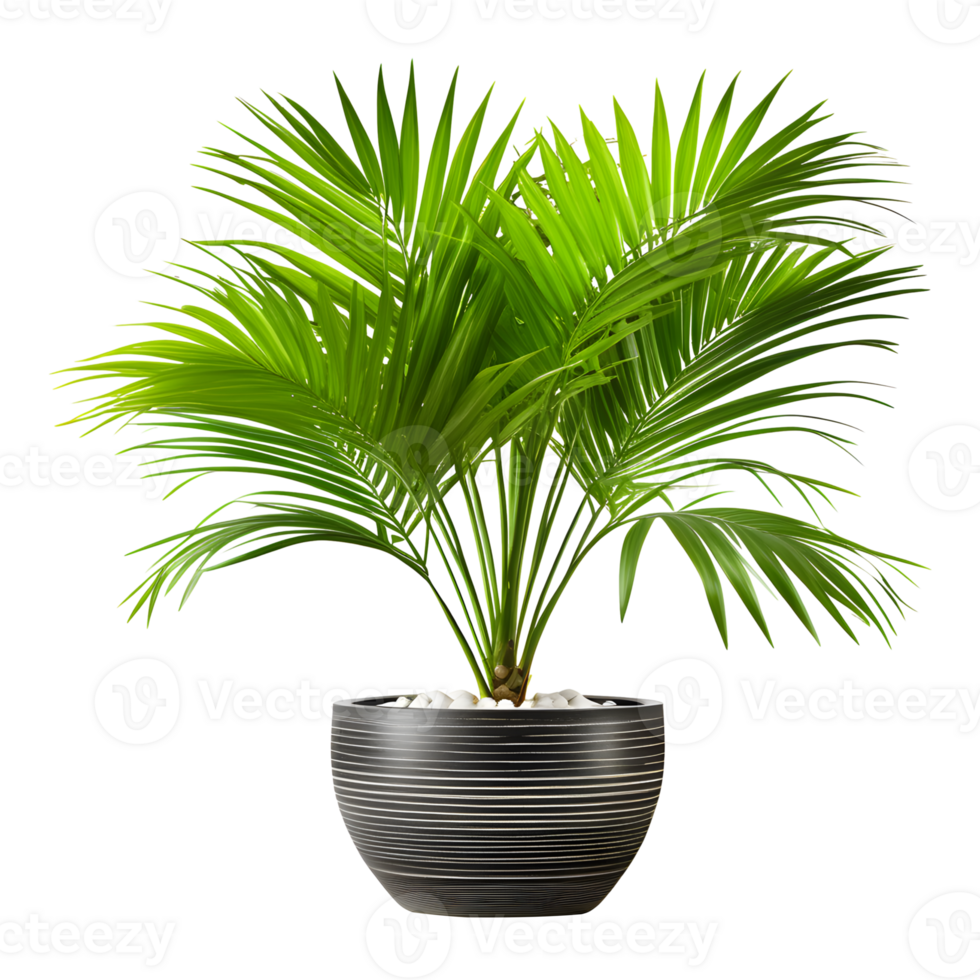 AI generated Areca Palm in Pot Isolated on Transparent Background png