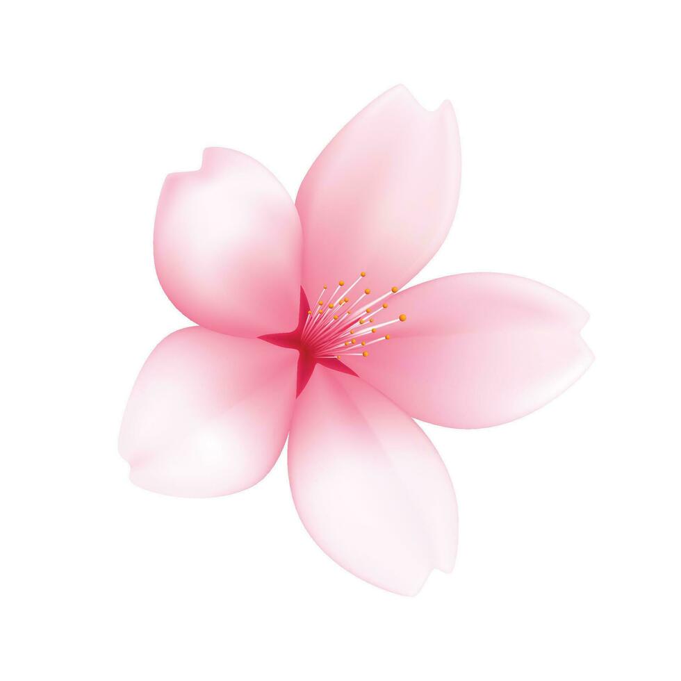 Vector realistic sakura or cherry blossom on white