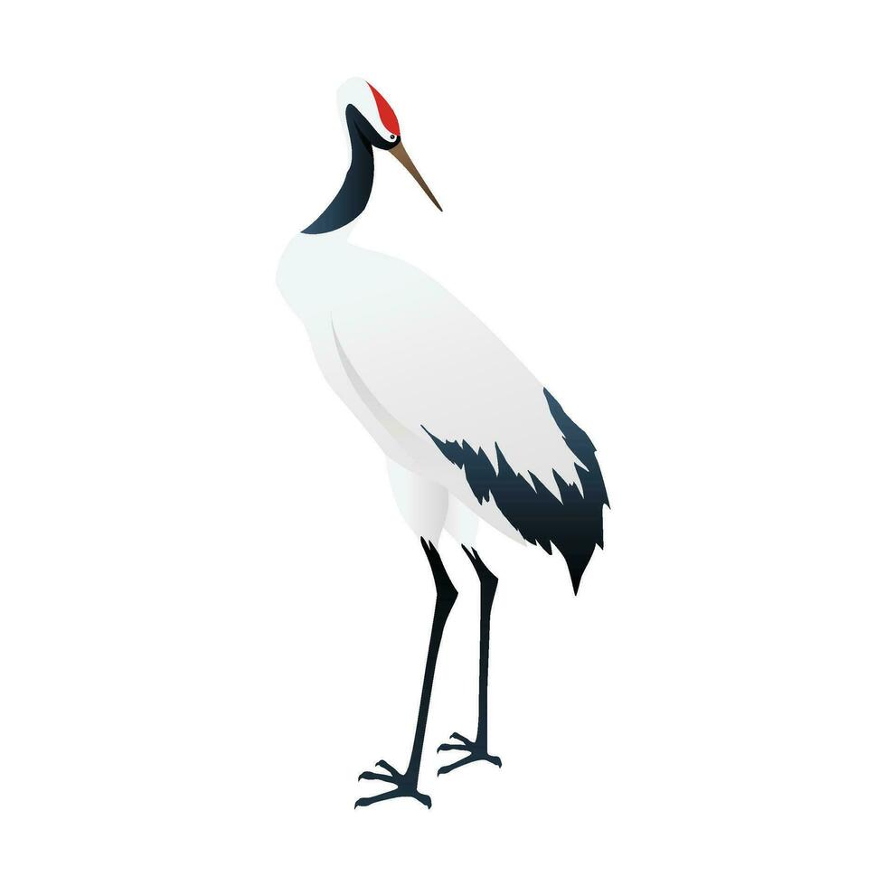 Vector australian white ibis isolated on white