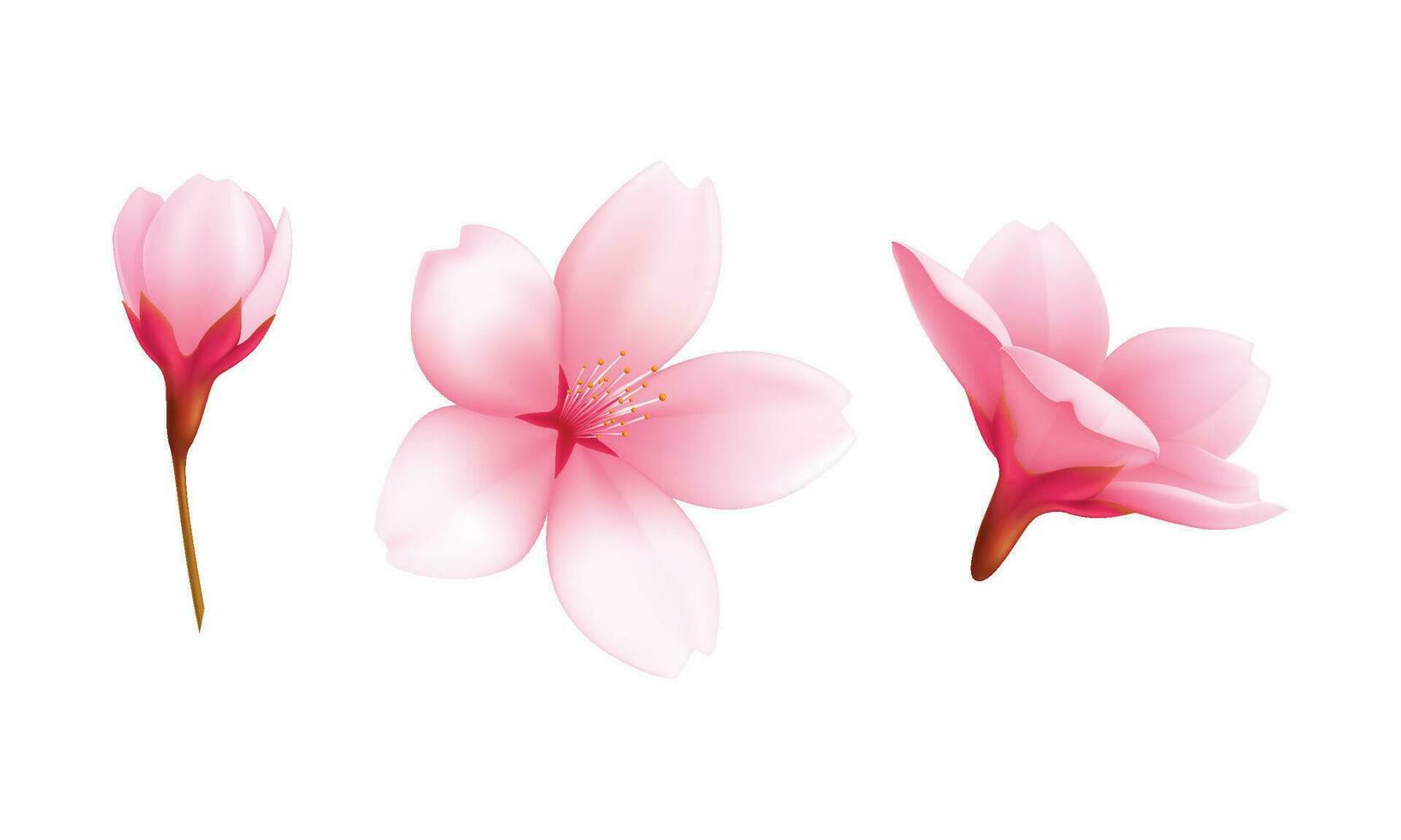 vector primavera sakura Cereza floreciente flores