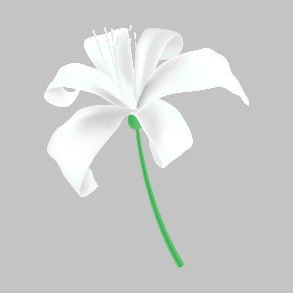 Vector spider lily flower isolated on transparent background