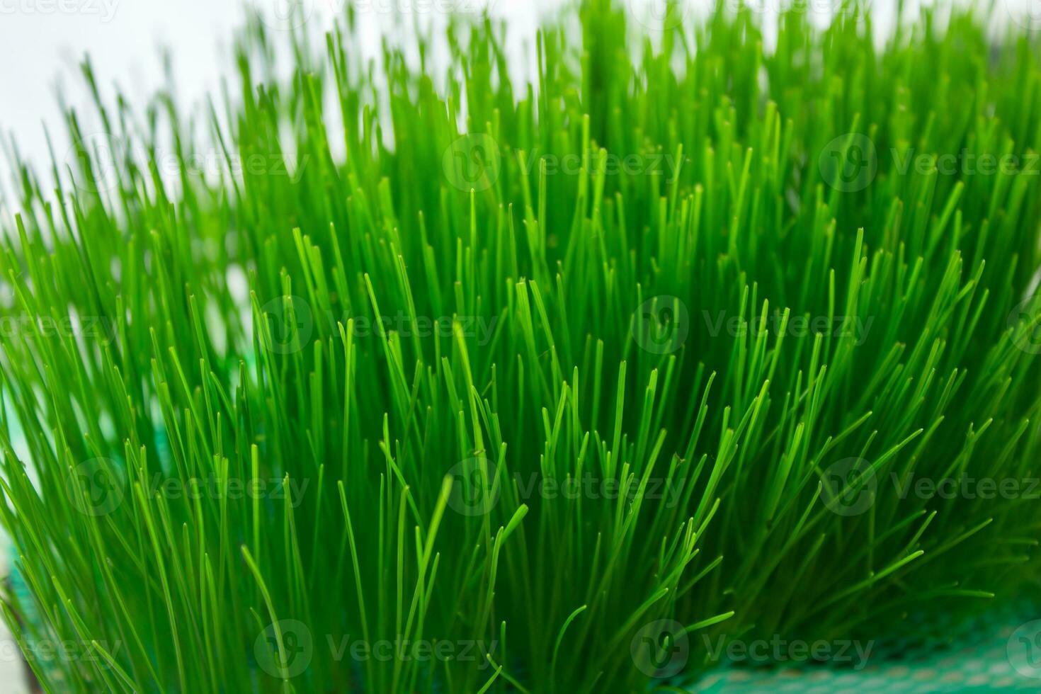 Closeup photo of cat grass, healthy food for cats.