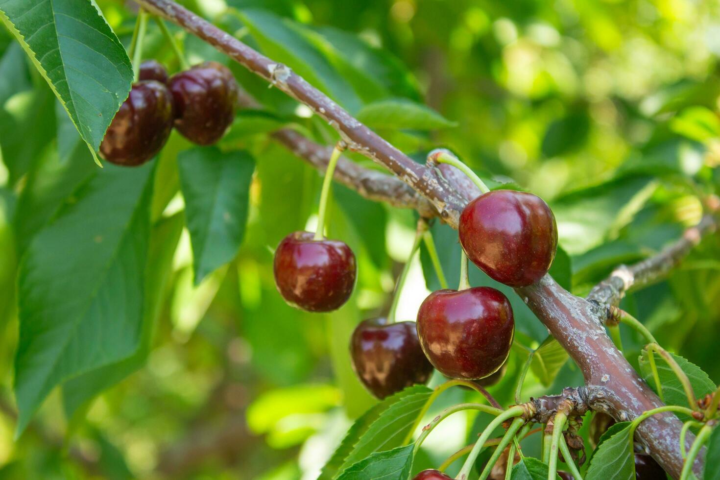 Ripe cherries on a tree branch. Agriculture and cultivation. photo