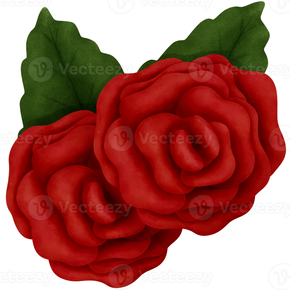 Botanical watercolor red roses with green leaves illustration.Romantic valentines day decorations. png