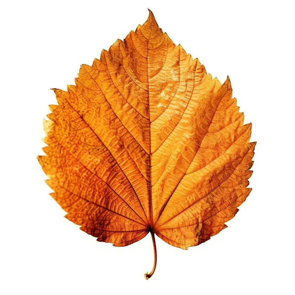 AI generated Single Spring autumn maple leaf with white background Created with generative Ai photo