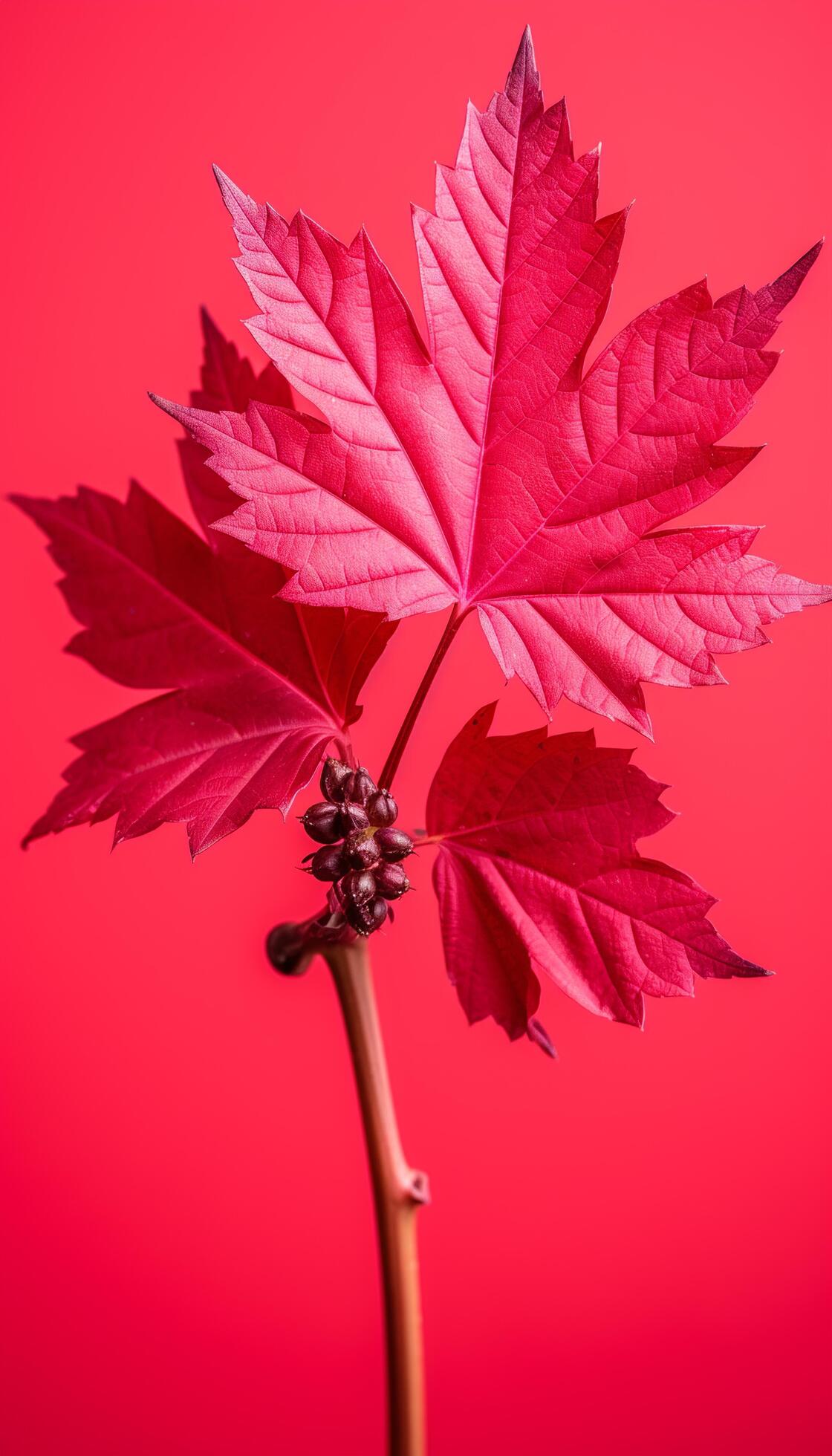 AI generated 4K colorful leaf AMOLED wallpaper 36136324 Stock Photo at