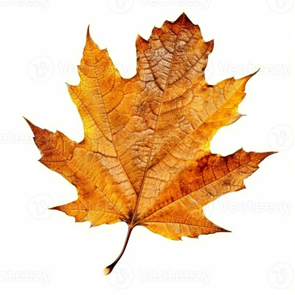 AI generated Single Spring autumn maple leaf with white background Created with generative Ai photo