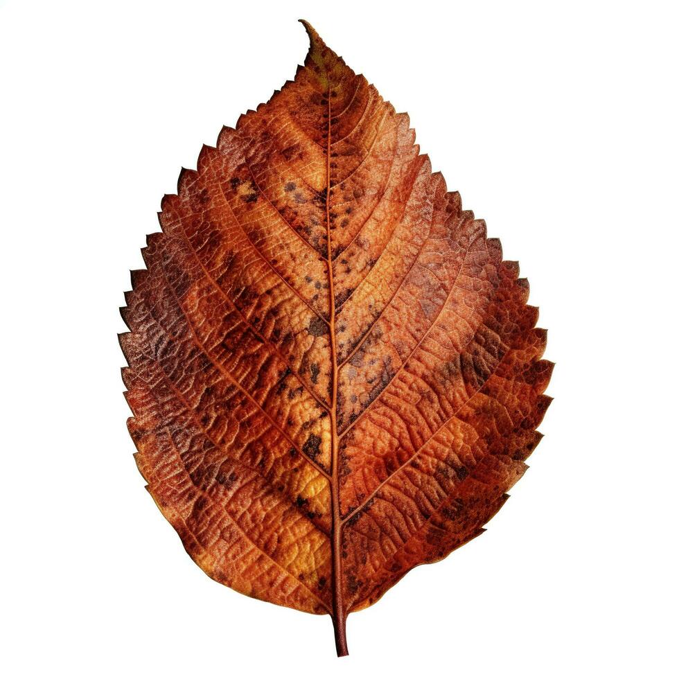 AI generated Single Spring autumn maple leaf with white background Created with generative Ai photo