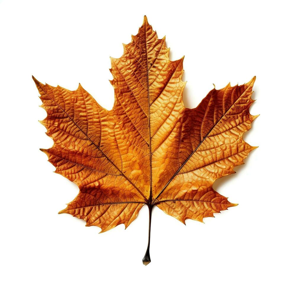 AI generated Single Spring autumn maple leaf with white background Created with generative Ai photo