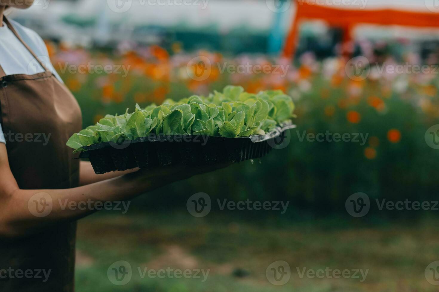 Organic farm ,Worker testing and collect environment data from bok choy organic vegetable at greenhouse farm garden. photo