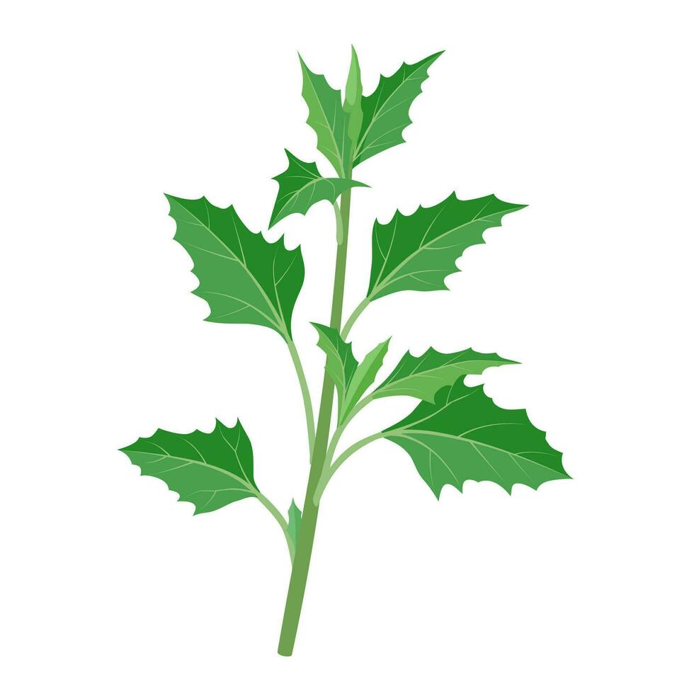 Vector illustration, Chenopodium album, Common names include lamb's quarters, melde, goosefoot, and wild spinach, isolated on white background.