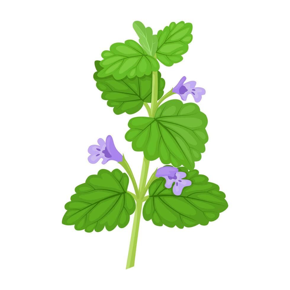 Vector illustration, Ivy budra plant, scientific name Glechoma Hederacea, isolated on white background.
