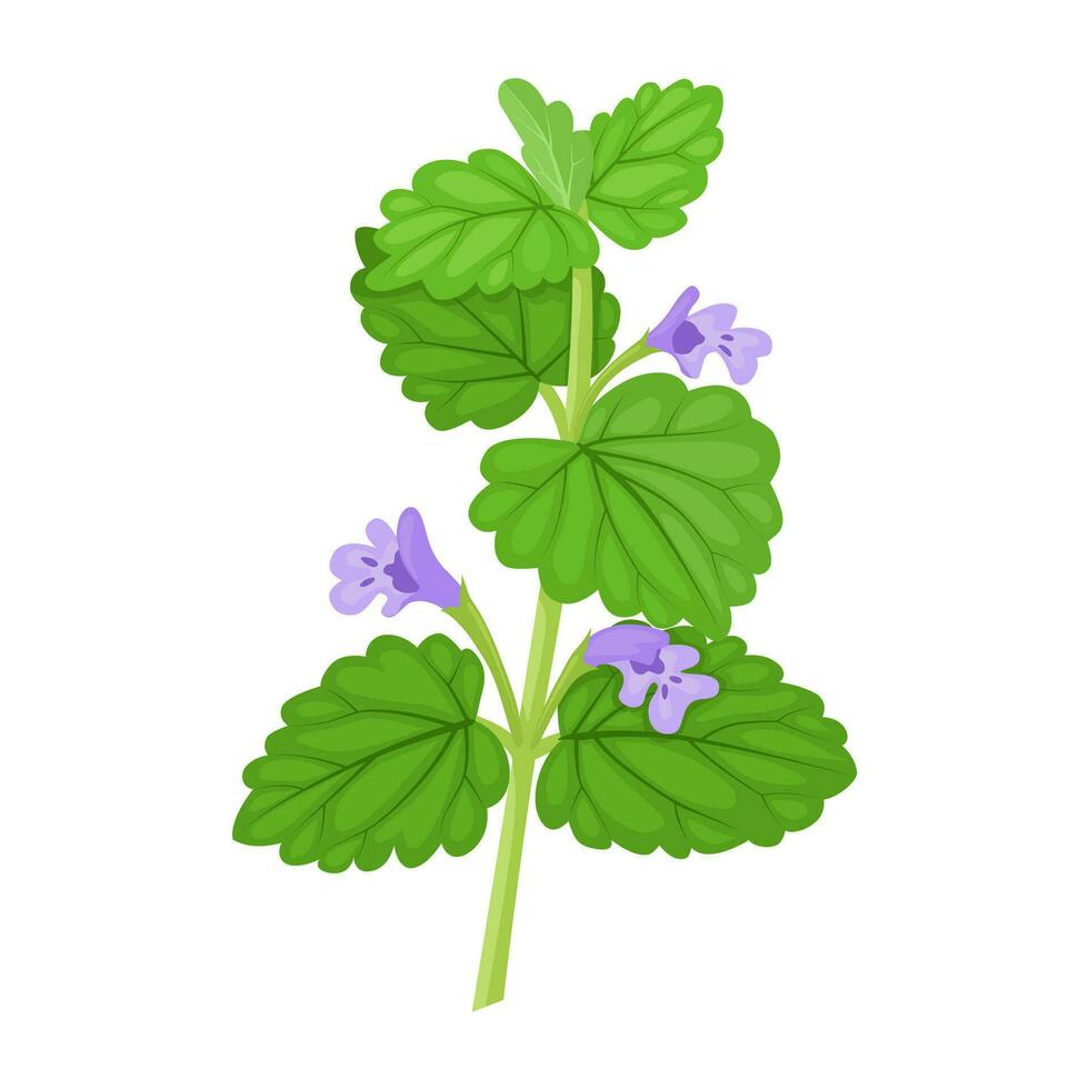 vector ilustración, hiedra buda planta, científico nombre glecoma hederacea, aislado en blanco antecedentes.