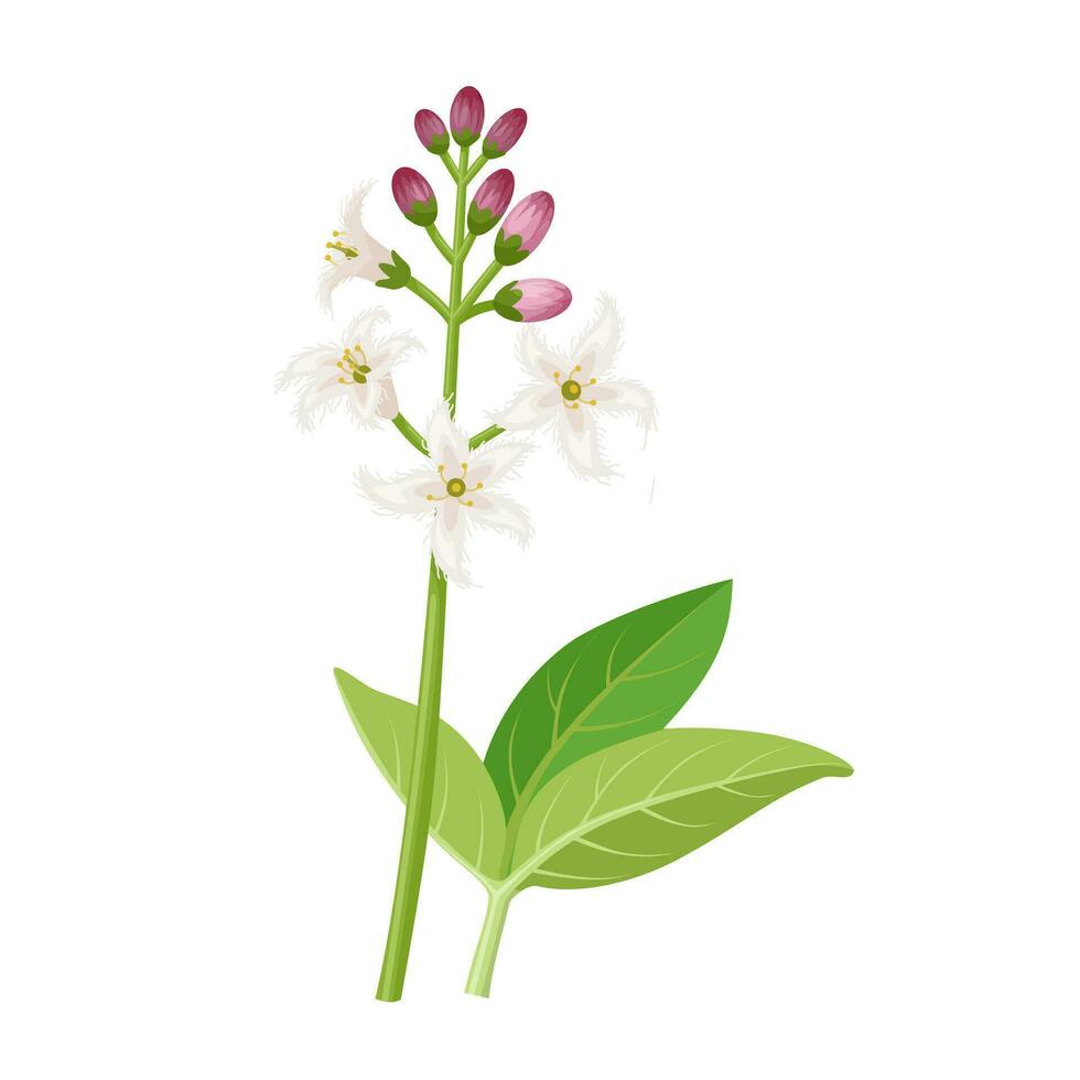 Vector illustration, Bogbean flower, scientific name Menyanthes trifoliata, isolated on white background.