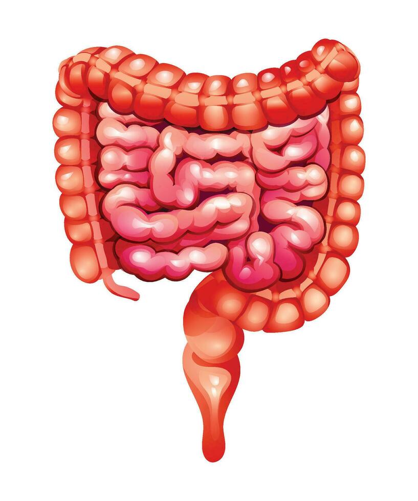 Human intestines. Small and large intestines. Anatomy of internal organ. Vector illustration isolated on white background