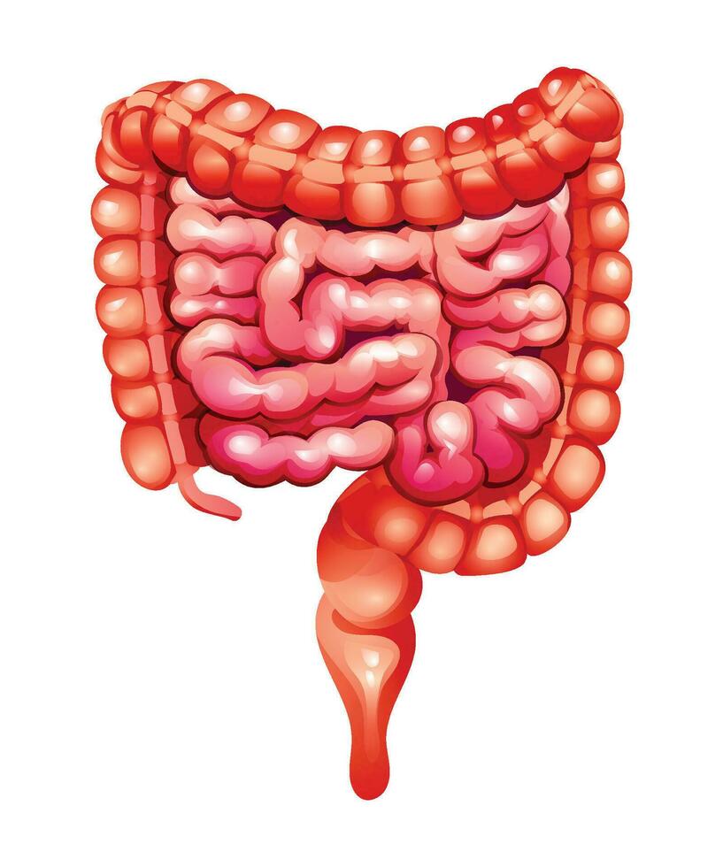 humano intestinos pequeño y grande intestinos anatomía de interno Organo. vector ilustración aislado en blanco antecedentes